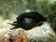 Scutus antipodes