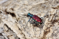 Cicindela splendida