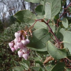 Arctostaphylos viscida