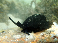 Scutus antipodes