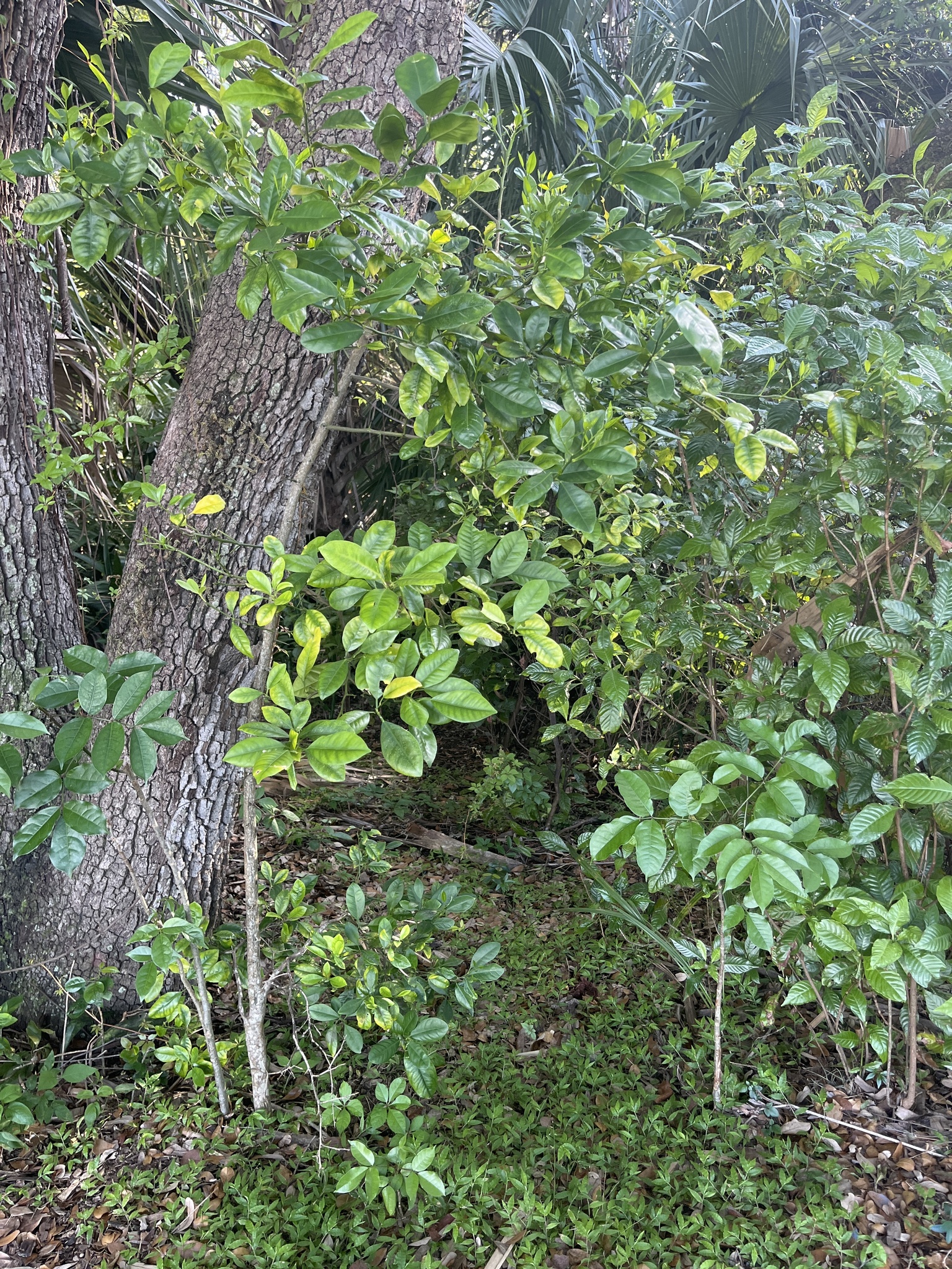 Imagem de Calamondin