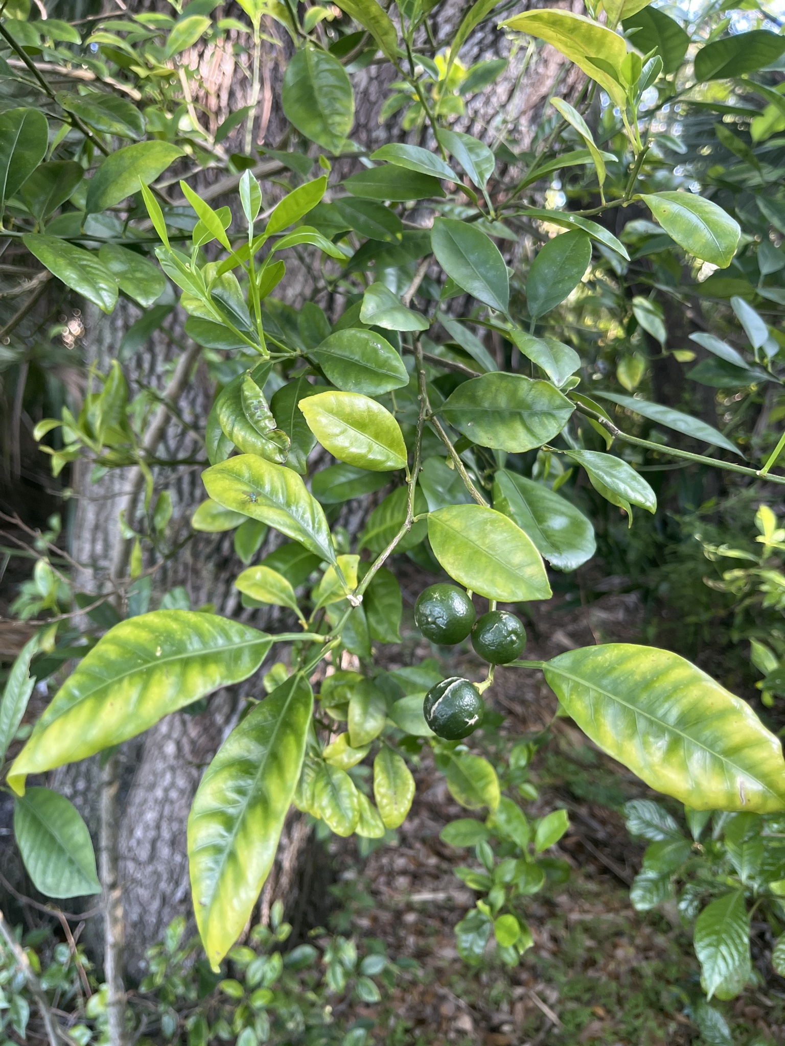 Imagem de Calamondin