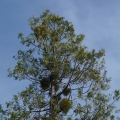 Phoradendron libocedri