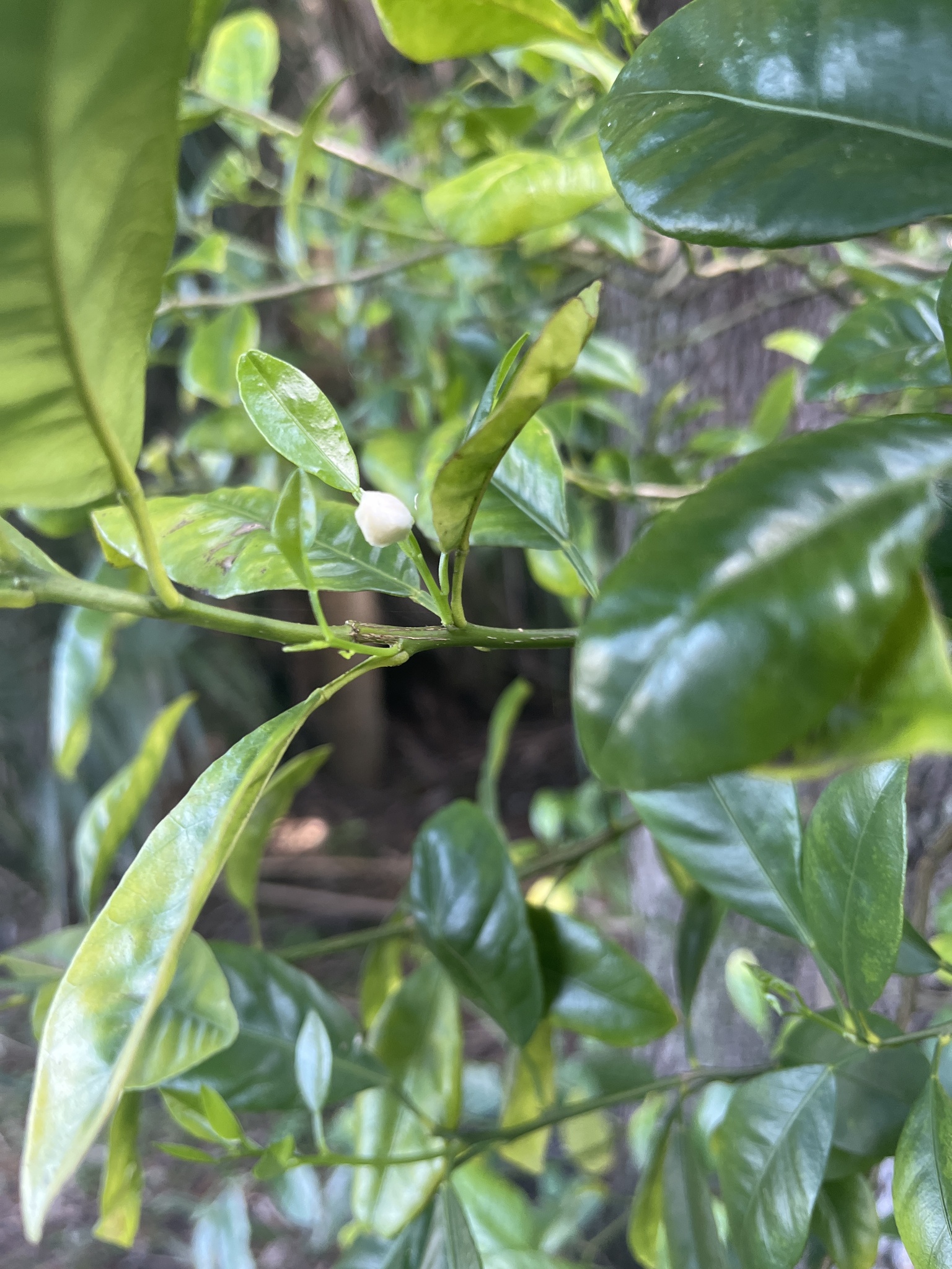 Imagem de Calamondin