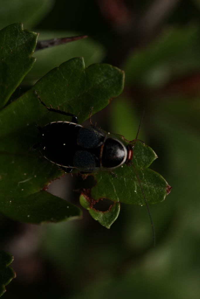 Phyllodromica megerlei
