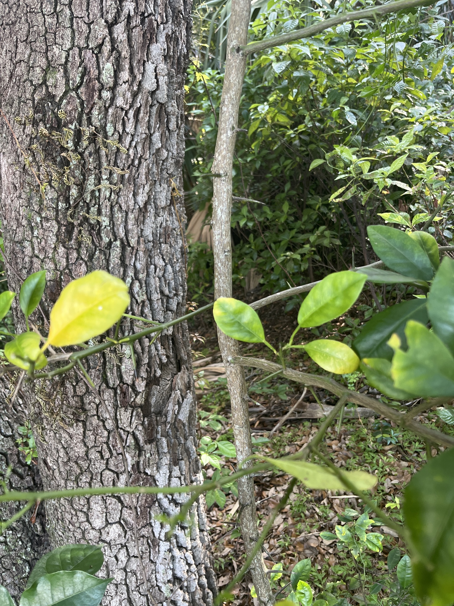 Imagem de Calamondin