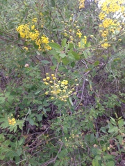 Echinopterys eglandulosa