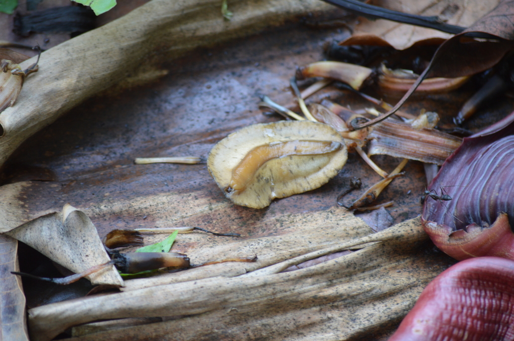 Sarasinula linguaeformis