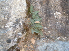 Myriopteris covillei