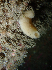 Sycon ciliatum
