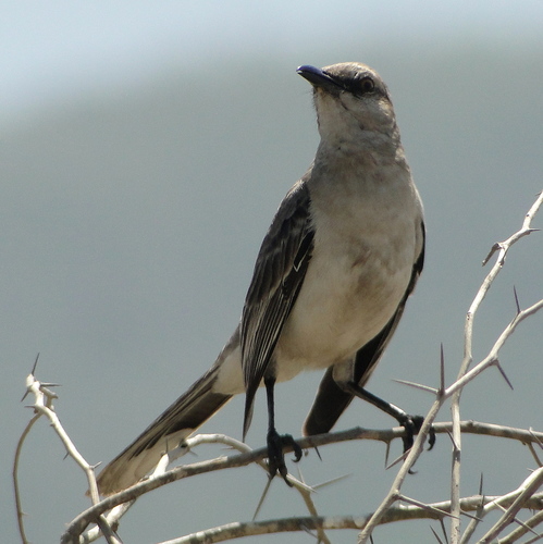 Tropical Mockingbird, photo 5 of 10