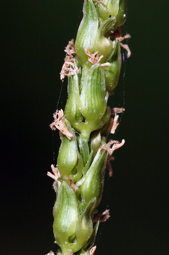Anthephora