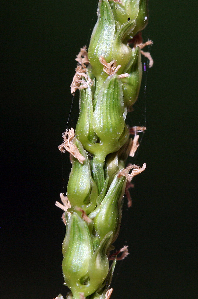 Anthephora