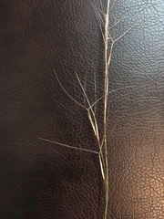 Aristida purpurea wrightii