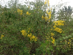 Echinopterys eglandulosa