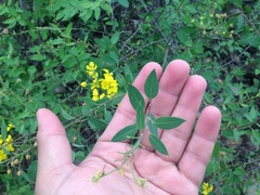 Echinopterys eglandulosa