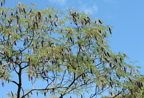 Lysiloma divaricatum - Whole tree