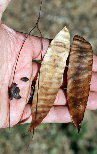 Lysiloma divaricatum - Leaves