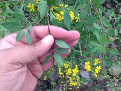 Echinopterys eglandulosa