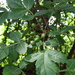 Incense Tree - Photo (c) Glenda Pozo, some rights reserved (CC BY-NC), uploaded by Glenda Pozo