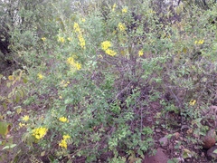 Echinopterys eglandulosa