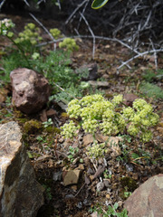 Lomatium dasycarpum dasycarpum