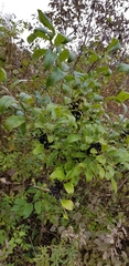 Rhamnus utilis