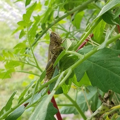 Melanoplus differentialis