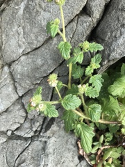 Phacelia malvifolia