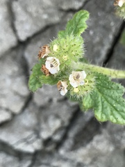 Phacelia malvifolia