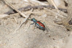 Cicindela splendida