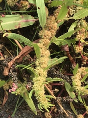 Rumex persicarioides