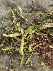 Rumex persicarioides
