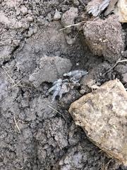 Aphonopelma seemanni