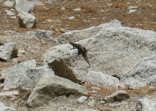 iNaturalist observation photo of Western Fence Lizard