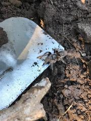 Aphonopelma seemanni