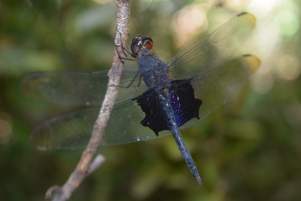 Antidythemis trameiformis