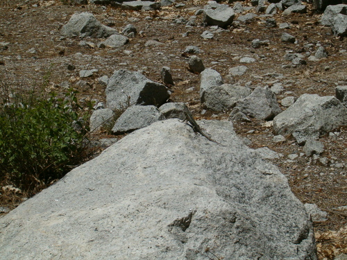 iNaturalist observation photo of Spiny Lizards