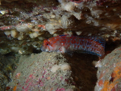 Parablennius ruber