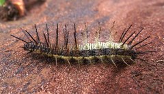 Actinote thalia pyrrha