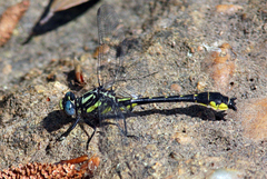 Hylogomphus apomyius