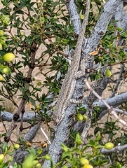 Long-Tailed Brush Lizard photo 3
