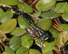 Hylogomphus apomyius