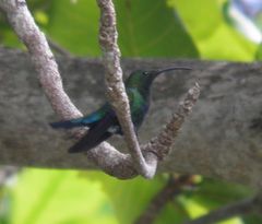 Eulampis holosericeus