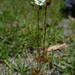 Shield Sundew - Photo (c) Mononymous, some rights reserved (CC BY-NC), uploaded by Mononymous