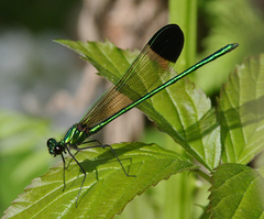 Calopteryx dimidiata