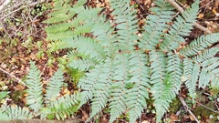 Cyathea colensoi