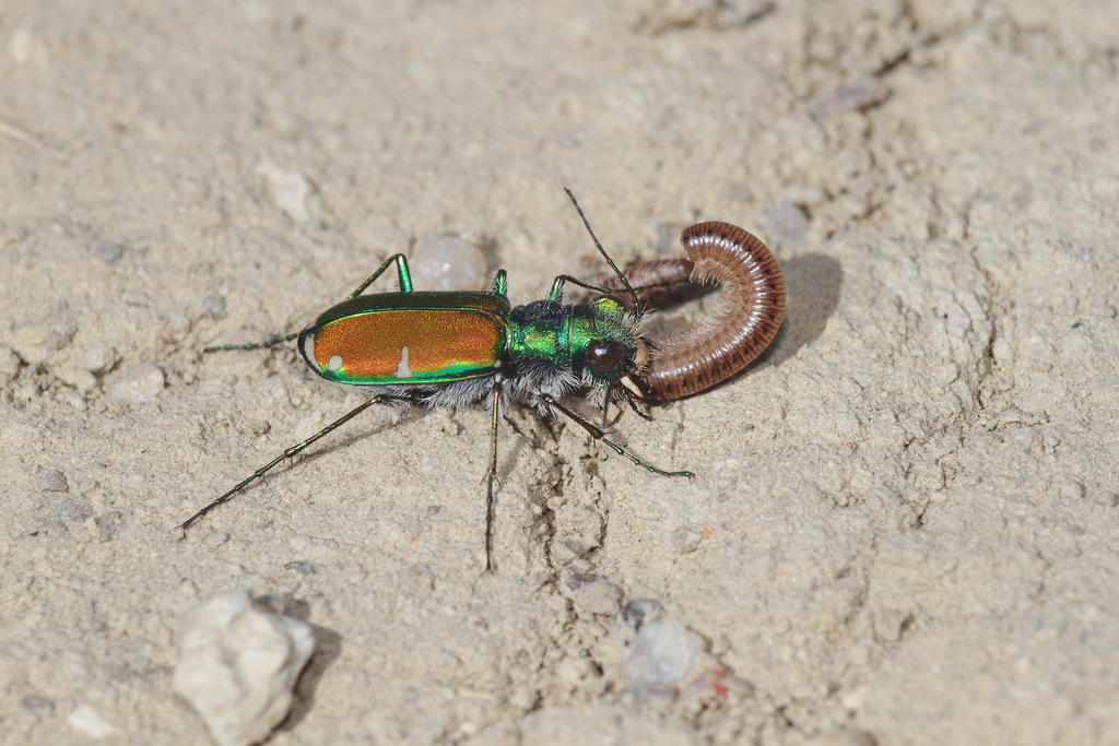 Cicindela