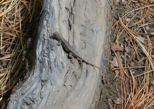 iNaturalist observation photo of Western Fence Lizard