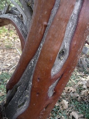 Arctostaphylos viscida